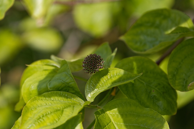 Jardin des Impressionnistes-MAI14-100